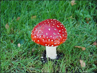 toadstool_400x300.jpg