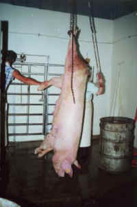 pig-slaughter-05_small.jpg