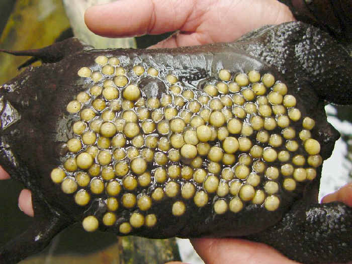 surinam_toad_eggs2.jpg