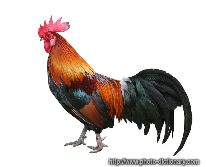 726rooster.jpg