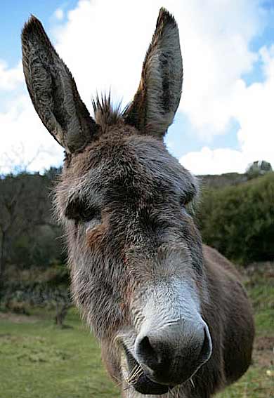 donkey-face.jpg