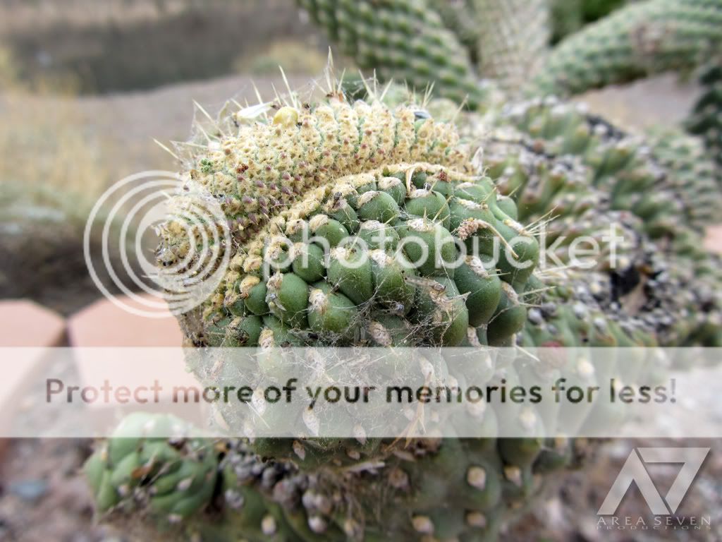 cactus03.jpg