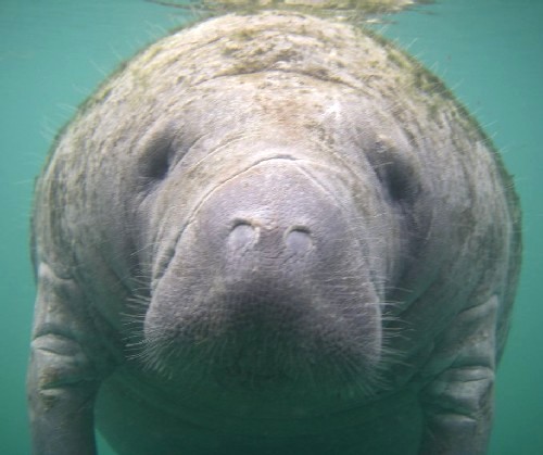 200902_02_manatee.jpg