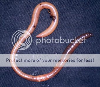 earthworm.jpg