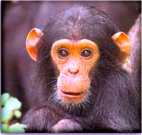 chimp.jpg