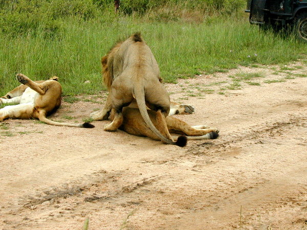 ng-safari-lion-3-mating-600.jpg