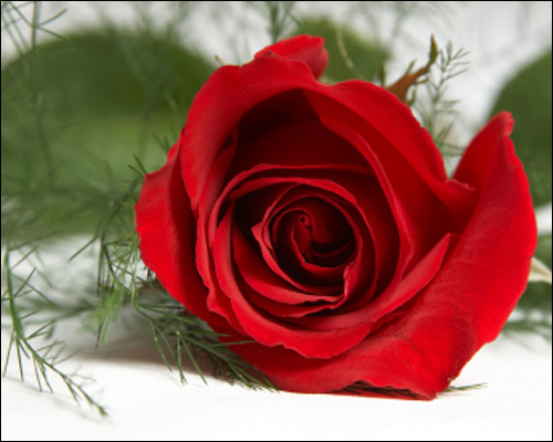 311135_red_rose.jpg