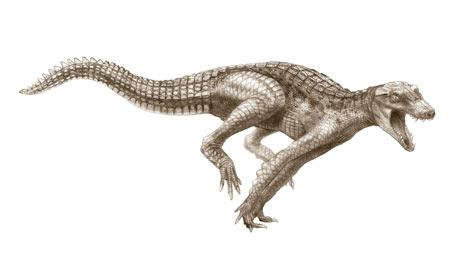 Ancient-crocodiles-DogCro-001.jpg