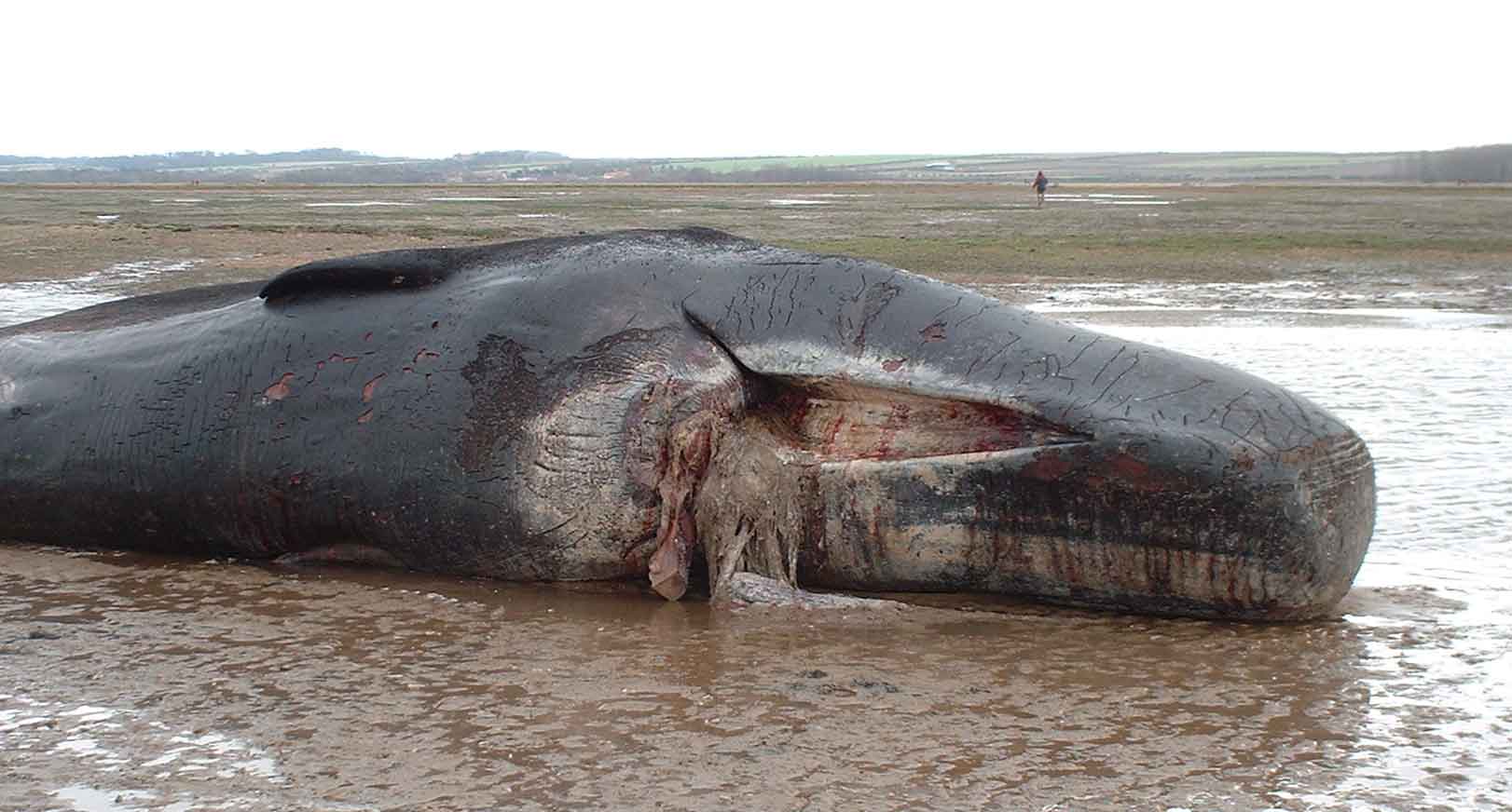 sperm-whale-stranding-07W.jpg