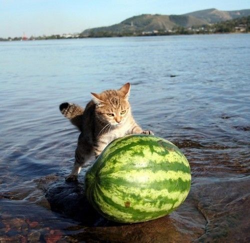 watermelon-cat.jpg
