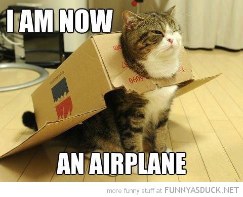 funny-airplane-cat-cardboard-box-head-pics.jpg