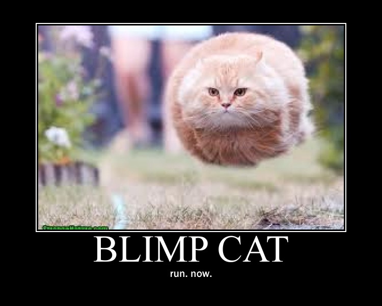 blimp_cat_by_katorgator999-d5avqe4.jpg