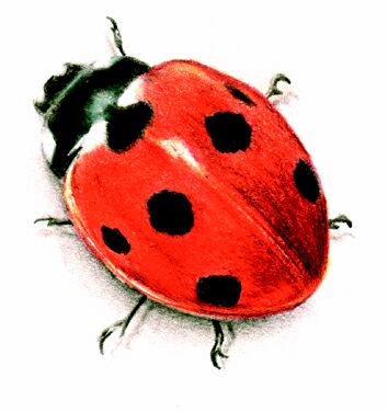 Ladybird.jpg