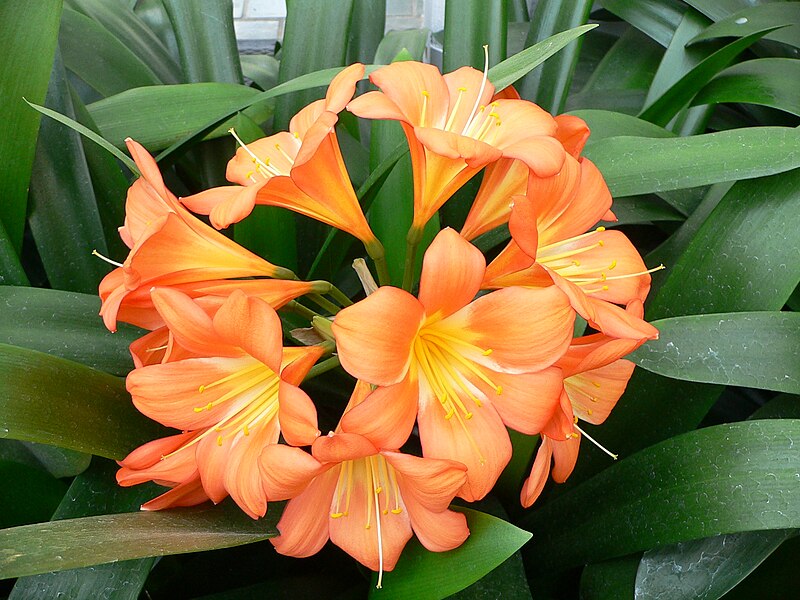 800px-Clivia_miniata1.jpg