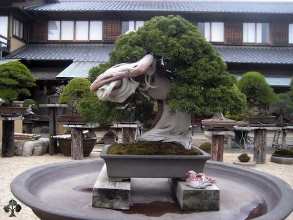 kunio-kobayashi-bonsai.JPG