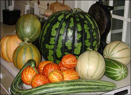 melons_1_lg.jpg