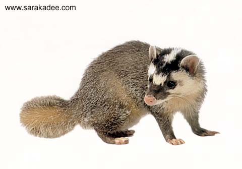 ferret-badger480.jpg