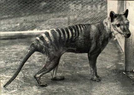 tasmanian_tiger_wideweb__430x3053.jpg