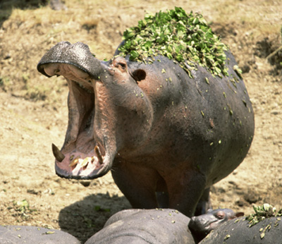 gtotem_hippopotamus.jpg