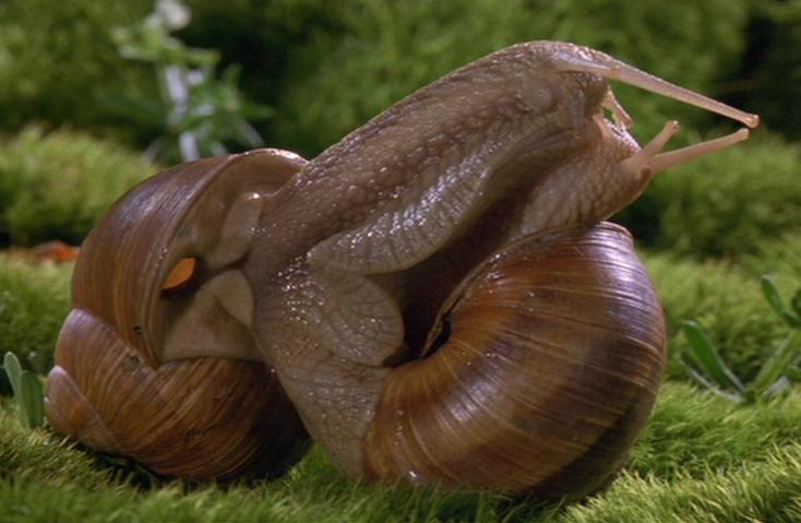 snail_sex_fs.jpg