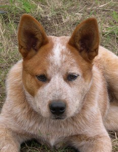 acd_red_heeler_02.jpg