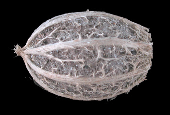 Grias_cauliflora.jpg