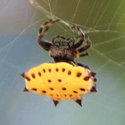 crab-spider-yellow.jpg