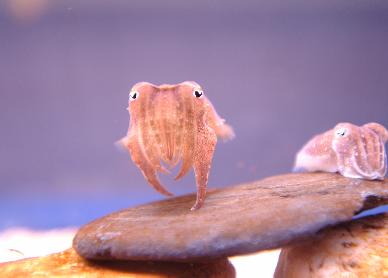 blue-reef-aquarium-baby-cuttlefish.jpg