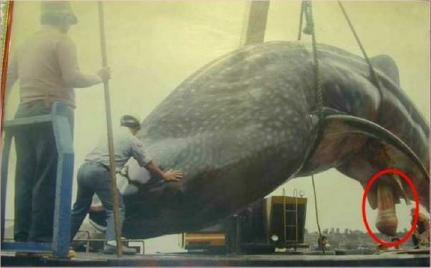whale_small.jpg