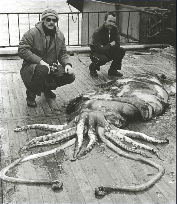 giant-squid.jpg