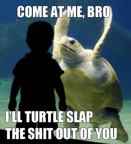 come-at-me-bro-Ill-turtle-slap-the-shit-ouf-of-you.jpg