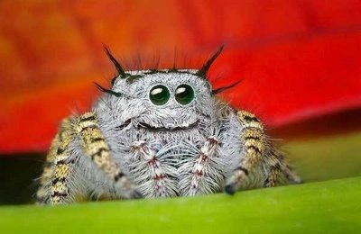 jumping-spider-eyes-9.jpg