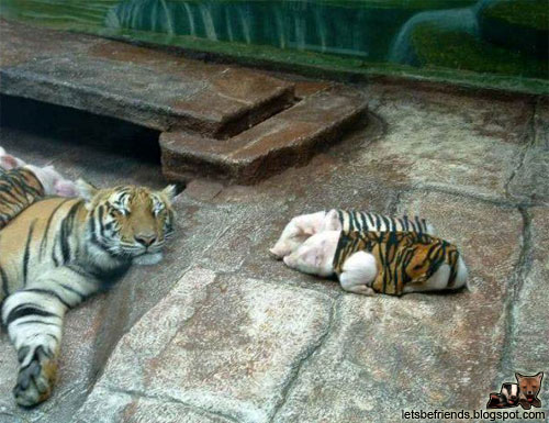 tigerandpiglet2.jpg