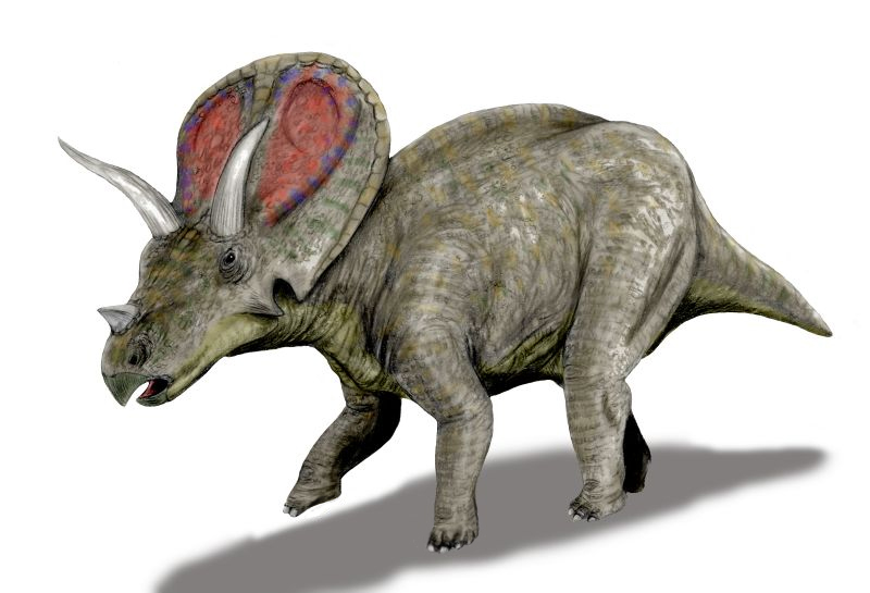 Torosaurus_BW.jpg