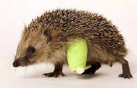 hedgehogDM0412_468x301.jpg