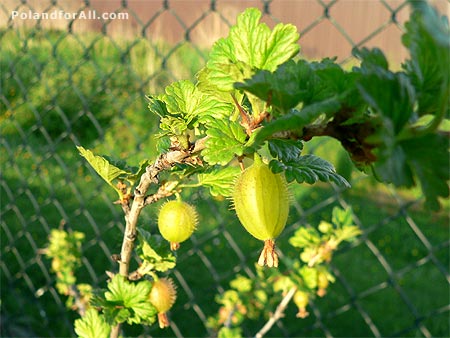 polish-gooseberry-ribes-grossularia.jpg