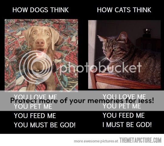 funny-dogs-vs-cats-god_zpsa50e01de.jpg