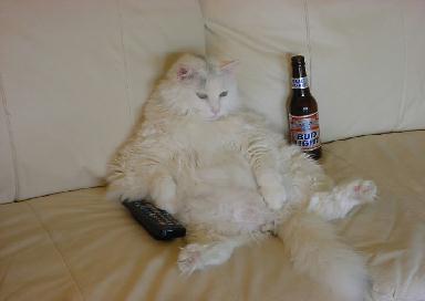 cat.jpg