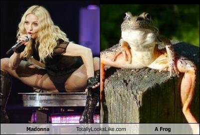 madonna-totally-looks-like-a-frog.jpg