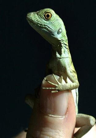 baby-jesus-lizard2_092102.jpg