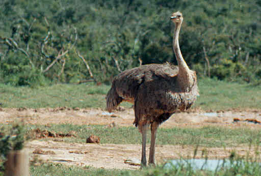 ostrich_f.jpg