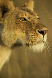 Lioness%20Portrait%20side%20vu%203733.jpg