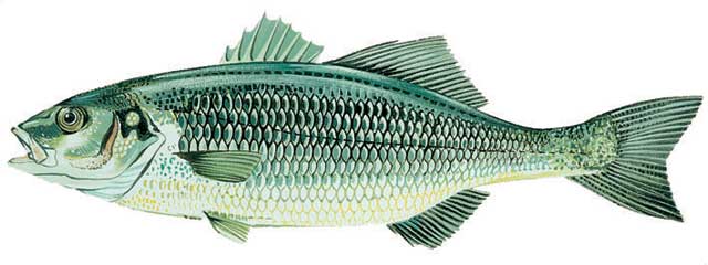 Sea-Bass.jpg