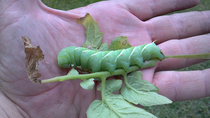 800px-Tomato_Hornworm_in_hand.jpg