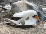 galapagos_busybooby_e-t.jpg