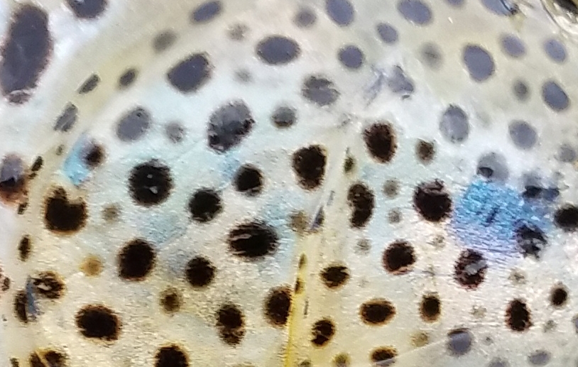 cheeks.jpg