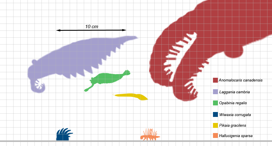 Burgess_scale2.png