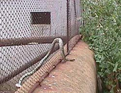 A%20snake%20with%20a%20problem.JPG