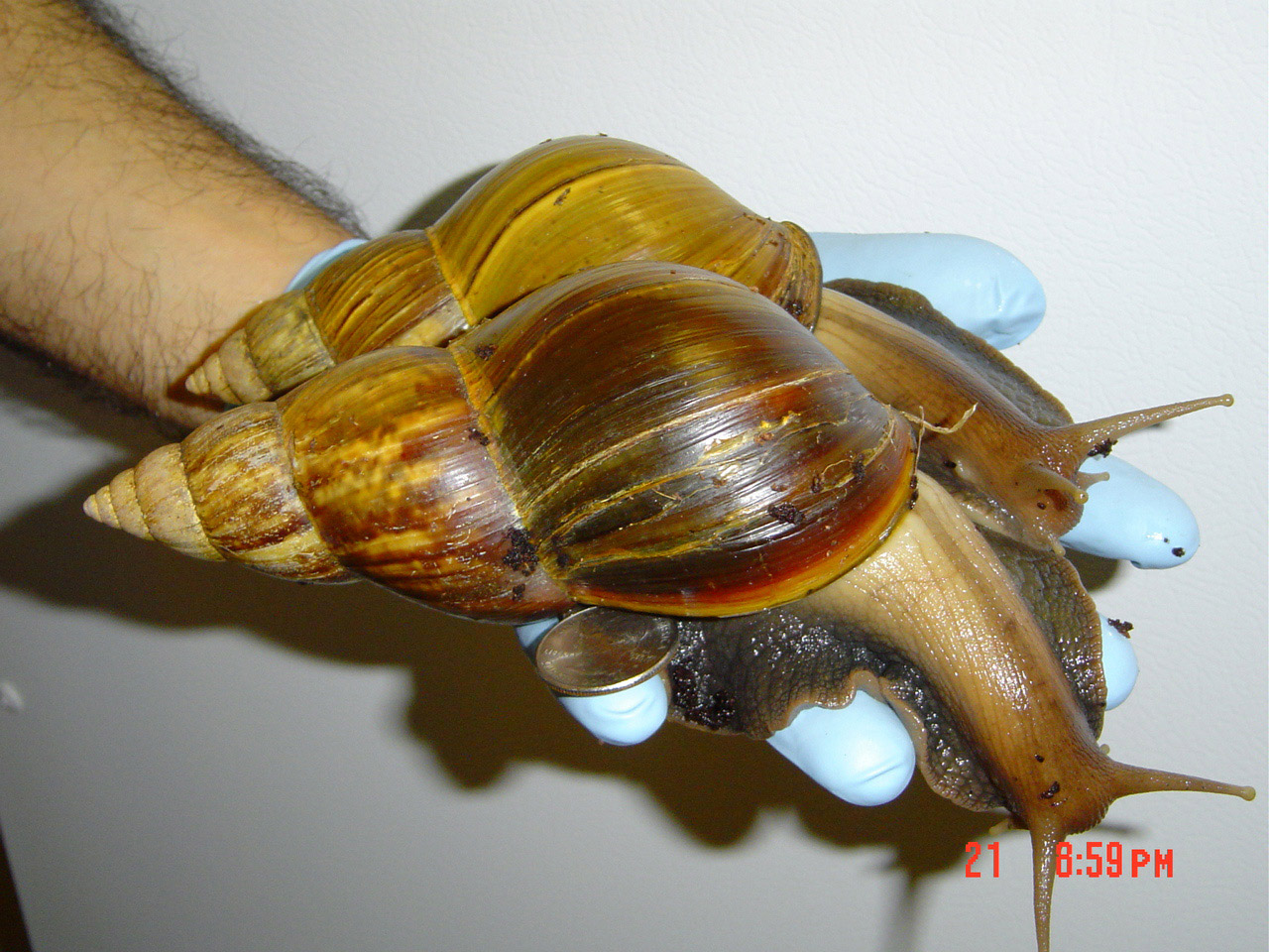 African-snail-2.jpg