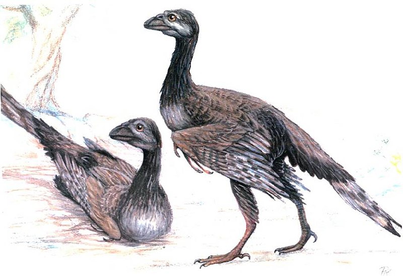 800px-Enantiornis.jpg